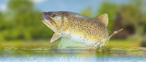 Bachforelle